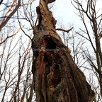 Die heilige Eiche in der Kreuzhorst?