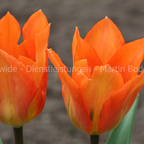 Strahlender Doppeldecker